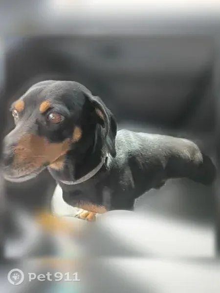 Lost dog, West Bushwood Court, 233, Florence — small, friendly male Dachshund-Chihuahua mix - photo