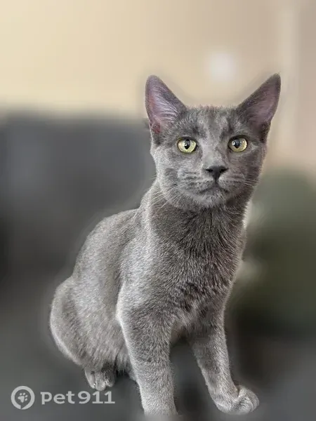Lost cat, Foxwood Circle, 110, Bonaire, Warner Robins — gray female, collar may be off - photo