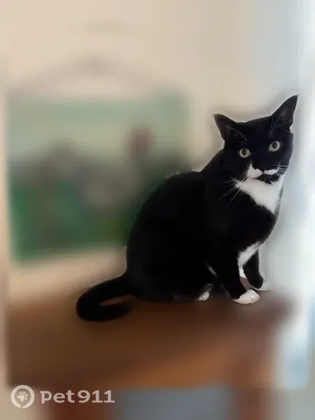 Lost male cat, Berkshire Terrace, 45, Northampton — distinctive white mustache - photo