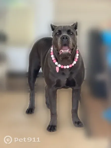 Lost female dog, Hight Road, 4550, Oxford — 8 months old - photo