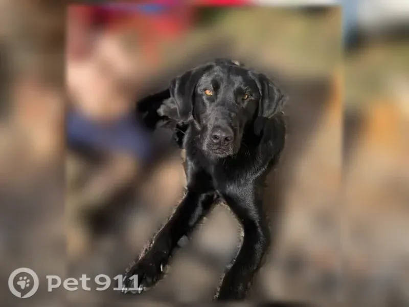 Lost dog, Resaca Lafayette Road Northwest, 2436, Sugar Valley, Resaca — male named Ranger - photo