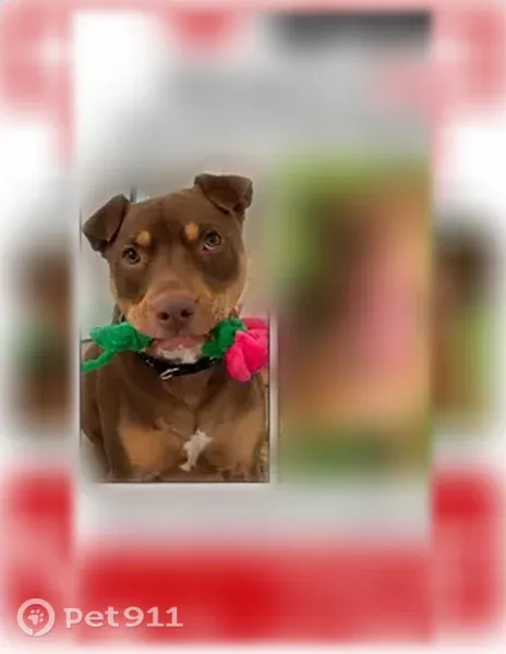 Lost dog, Dixon Avenue, Paterson, Woodland Park - male with flappy ears and a scar - photo