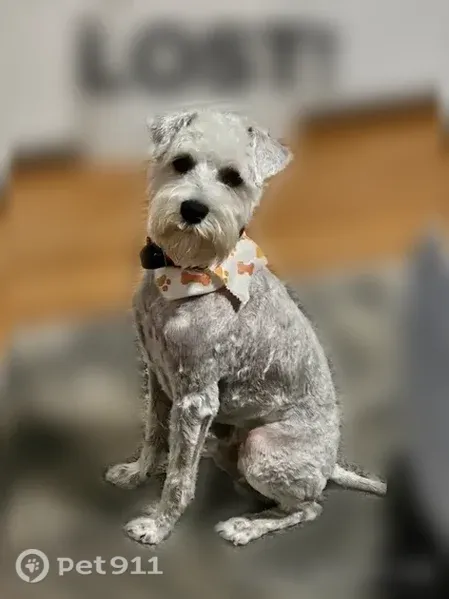 Lost dog, Plato Avenue, 4632, Atlanta — friendly white male with a mustache - photo