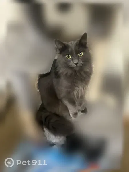 Lost cat, State Avenue, 12115, Marysville — female, friendly, spayed - photo
