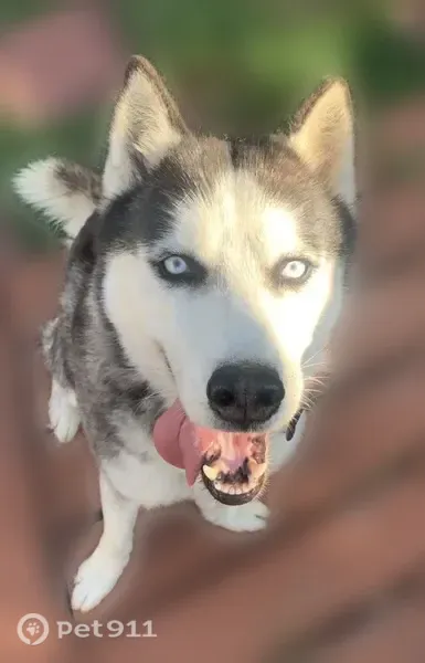 Lost dog, Glengarry Road, 1537, Jacksonville — black-and-white purebred husky with light blue eyes - photo