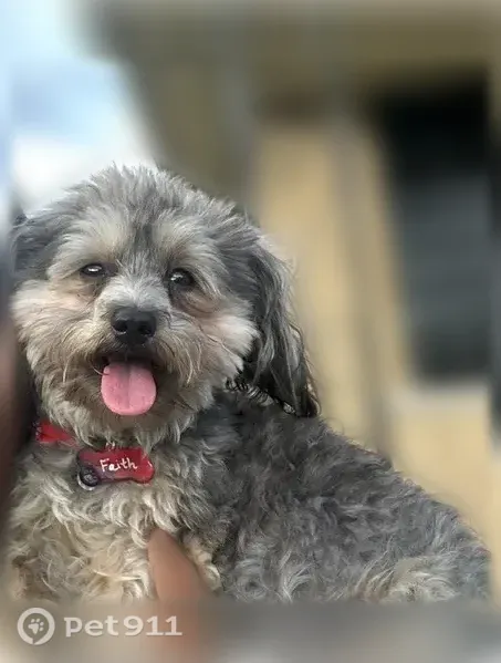 Lost female dog, Collingwood Street, 1467, Detroit — small puppy that may approach for food - photo