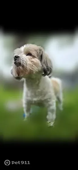 Lost male dog, South 104th East Avenue, 208, Tulsa — shaggy-haired and timid - photo