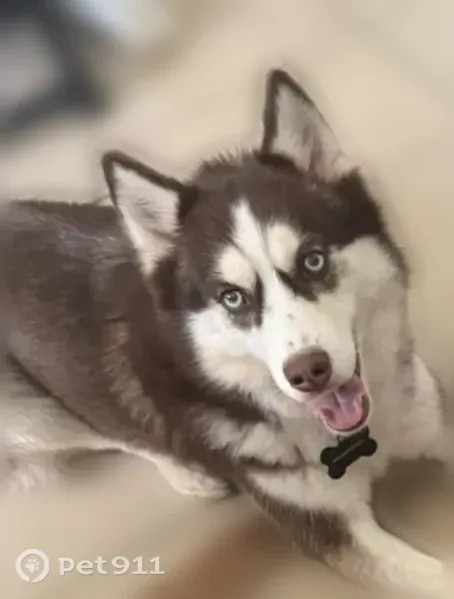 Lost female dog, Joel Street, 8242, Spring Hill, Land O' Lakes — medium reddish husky - photo