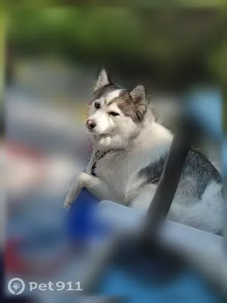 Lost Dog, 17 Mile Road, 934, Kent City — female long-haired Pomsky with a light green collar - photo