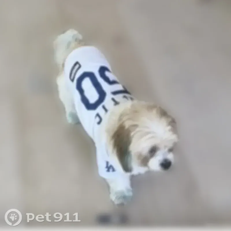 Lost dog, Morrison Street, 15600, Los Angeles — male with faded blue-dyed paws - photo