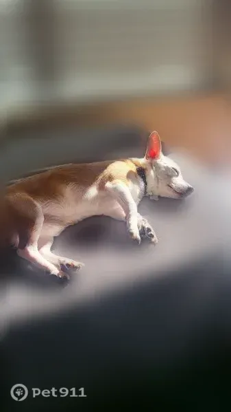 Lost male dog, Watt Avenue, 3180, Sacramento — brown back and white belly - photo