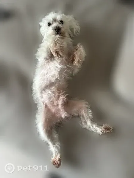 Lost dog, Oakleigh Road, 792, Valley Stream — friendly white Maltipoo with dark skin spots - photo