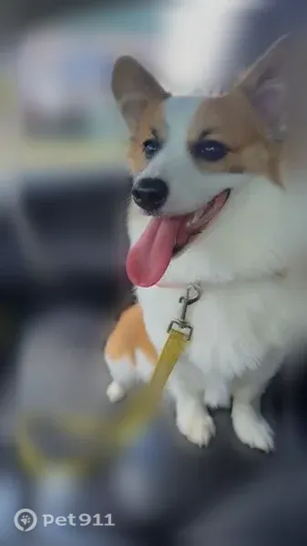 Lost dog, West Daisy Lane, 4434, Traverse City — female, small for a corgi - photo