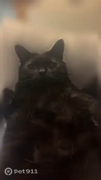 Lost male cat, Broadway, 110, North Attleborough, Attleboro — large black cat with green eyes - photo