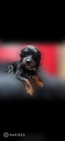 Lost dog, Francis Street, 404, Bakersfield, Los Angeles — male with black body and brown legs - photo