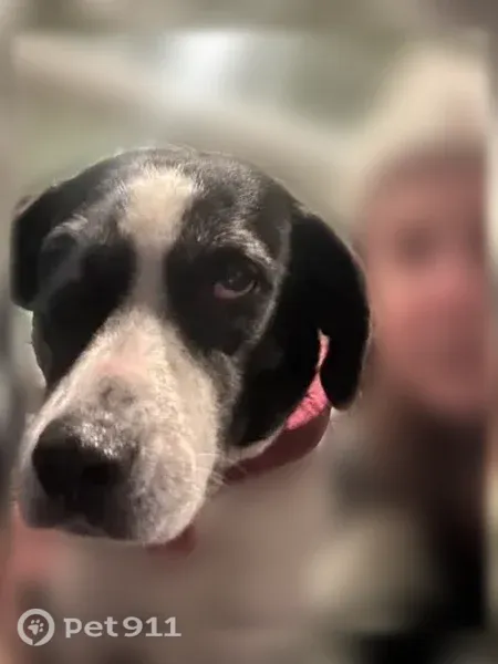 Lost dog, Coos Bay, Portland — female, 10 years old - photo