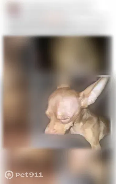 Lost dog, Del Rio Street, 2854, San Antonio — female with long nails - photo