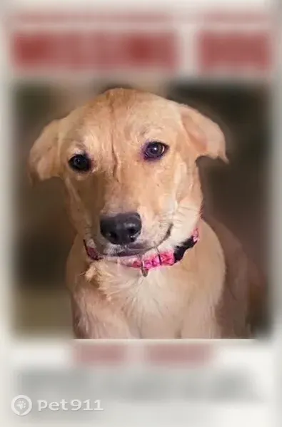 Lost dog, Carolina Avenue, 332, Winchester — female with a black nose - photo