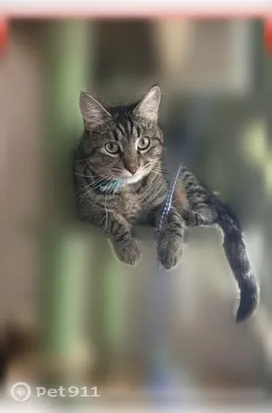Lost cat, South 11th Street West, 1809, Missoula — small male grey and black tabby - photo