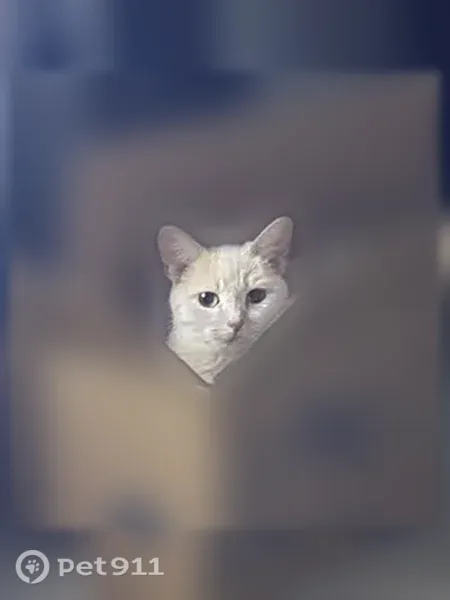 Lost cat, female, South Coddington Avenue, Lincoln, Arlington — tan American Shorthair with green eyes - photo