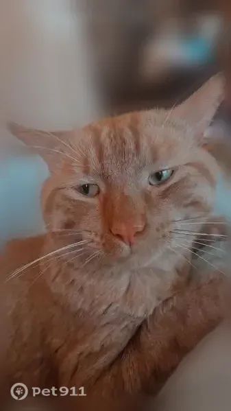 Lost cat, North Avenue, 2826, Grand Junction — 1.5-year-old orange tabby named Rowan - photo