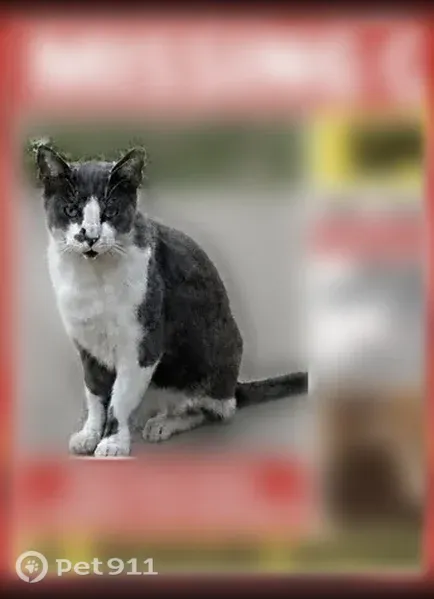 Lost cat, South 35th Street, 6112, Omaha — may be hiding after street construction - photo