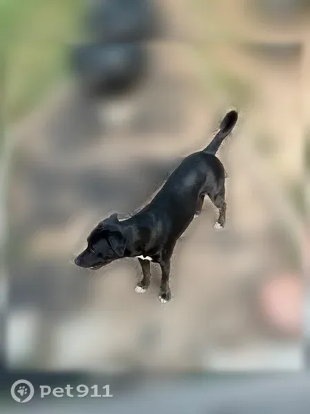 Lost male dog, Newportville Road, 3600, Bristol — black Labrador with a white chest - photo