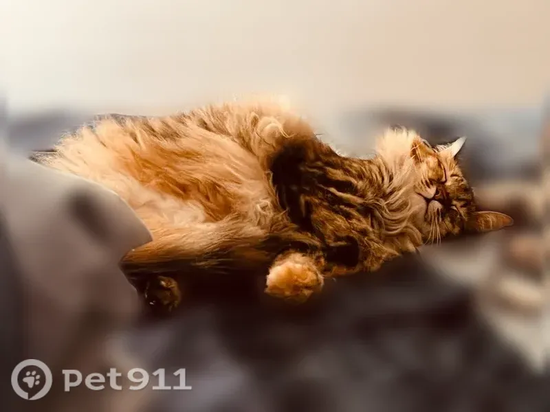 Lost cat, Juniper Street, 4685, Brownsville — three-legged female tabby - photo