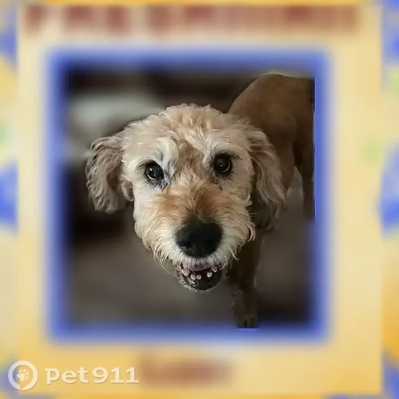 Lost dog, Jackson Street, Newnan — 14-year-old female, very sweet - photo