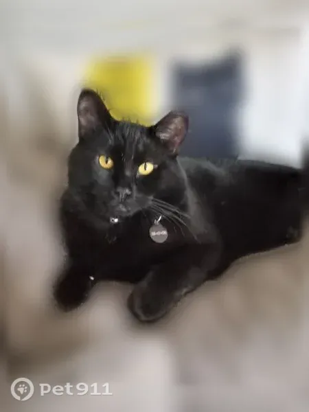 Lost cat, Scriber Lake Road, 19815, Lynnwood — male with clipped left ear - photo