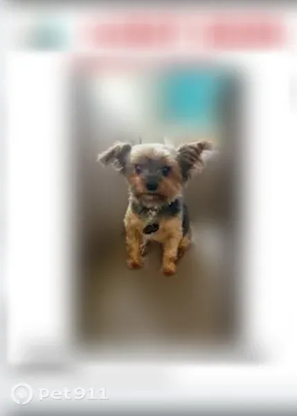 Lost dog, Salem Street, 16840, Detroit — male Yorkie wearing a collar - photo
