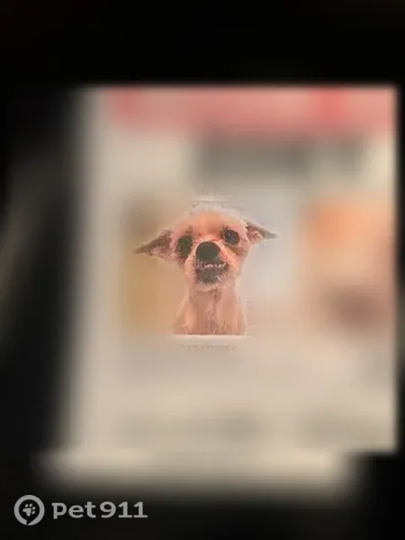 Lost dog, 20th Ave & 67th St, Brooklyn, NY 11204, Manhattan — female, 14-year-old Shih Tzu mix - photo