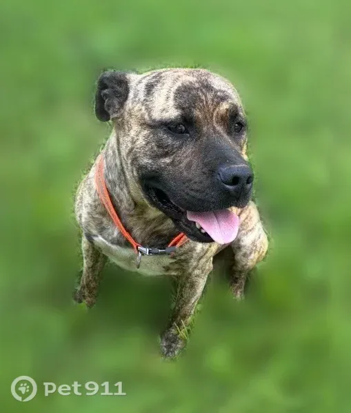 Lost Dog, Pulaski Pike, 11838, Toney, Harvest — male black-and-brown brindle pit bull with a black face - photo