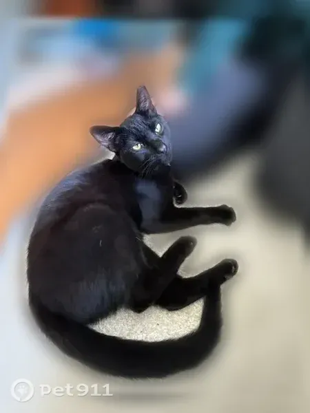 Lost cat, Hayward Avenue, San Mateo, Mill Valley — male black short-haired cat - photo