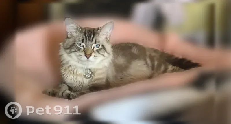 Lost cat, male, Red Fox Run Drive Northwest, 3377, Warren — blue eyes - photo