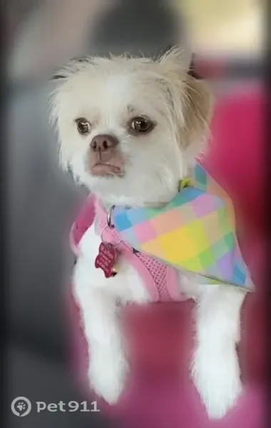 Lost dog, female, Robinson Avenue, Jacksonville — extremely friendly - photo
