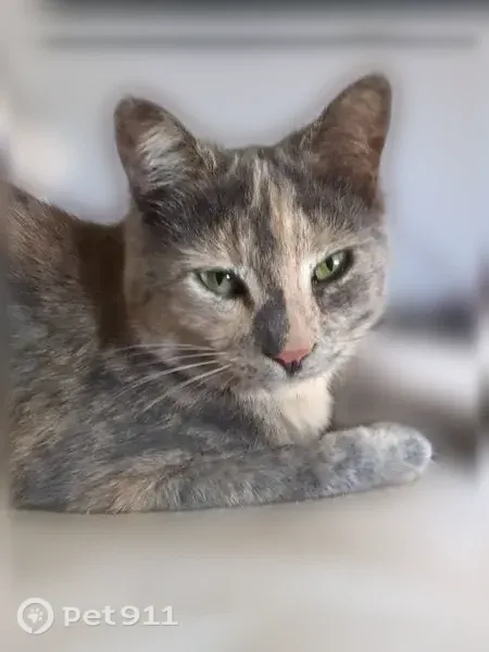 Missing cat Female, Olivehurst (usl546581) - photo