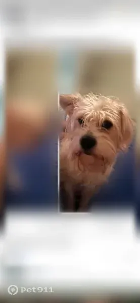 Missing dog Male, Omaha (usl546583) - photo