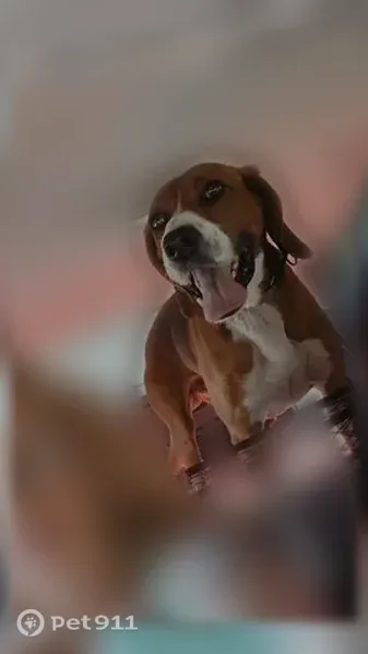 Lost dog, Westview Drive, 6777, Perry — male hound with white front socks - photo