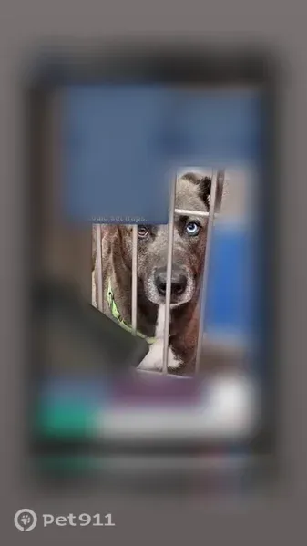 Lost Dog, West Sweetwater Drive, 3730, Tucson — female with one blue and one brown eye - photo