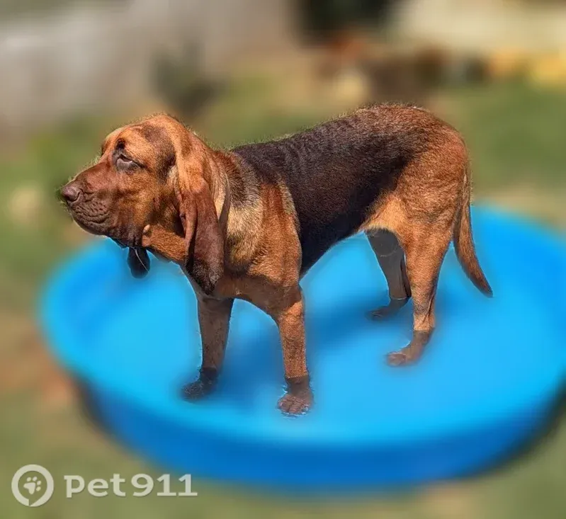 Lost dog, Macaway Road, 10074, Adkins, San Antonio — male, blind in right eye - photo