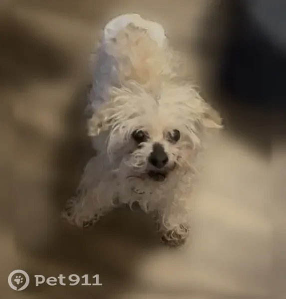 Lost dog, Smallwood Drive, Waldorf — female, white with a purple collar - photo