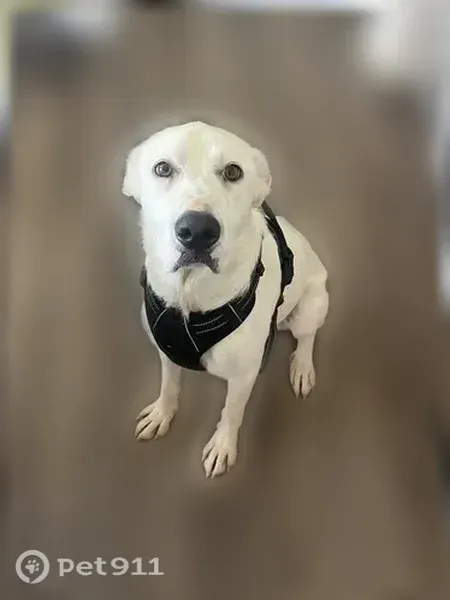 Lost dog, 3rd Avenue, 424, Gustine — female, white and sweet - photo