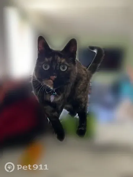 Lost female cat, Dale Drive, Wayland Township, Wayland — shy four-year-old tortie - photo