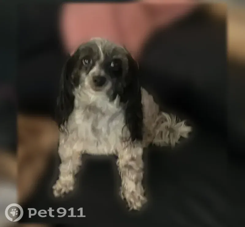 Lost Dog, Gladewood Circle, North Carolina, New Bern — female last seen on a pontoon boat - photo