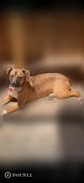 Lost female dog, Rolling Creek Drive, 17100, Houston — mostly black muzzle - photo