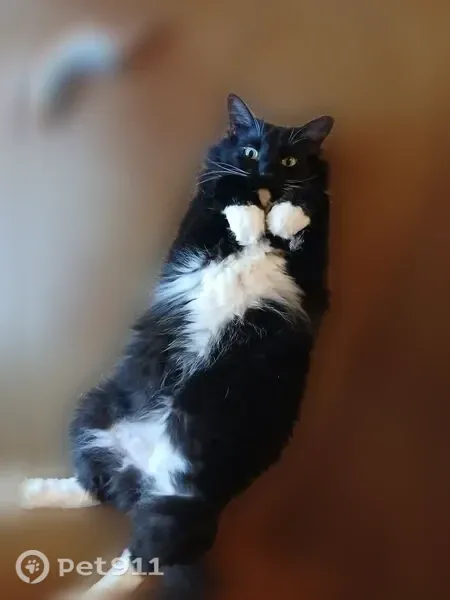 Lost male cat, Scofield Lane, 1904, Austin, Carrollton — very fluffy and timid - photo