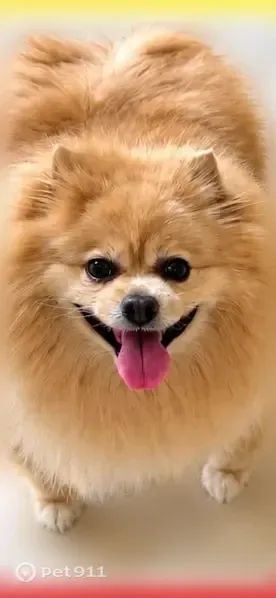 Lost dog, Orchard Road, Southern Pines — female, golden, 4 years old - photo