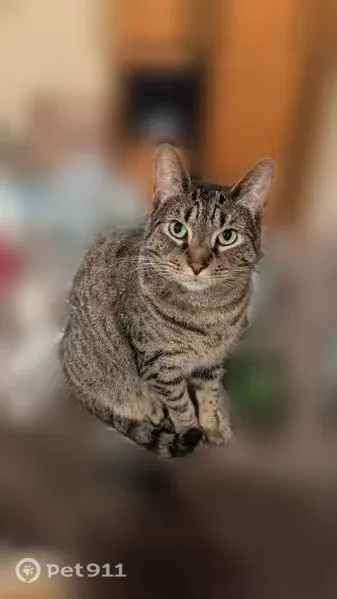 Lost cat, White Oak Bottom Road, 1354, Toms River, Leesburg — 9-lb striped tabby - photo