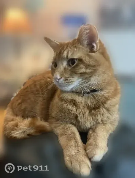 Lost male cat, Cortland, Ohio, Cleveland — orange and white with a clipped ear - photo